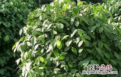 木薯种植的方法与时间 木薯种植的方法与时间一尺等于多少米