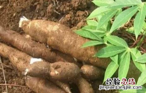 木薯种植的方法与时间 木薯种植的方法与时间一尺等于多少米