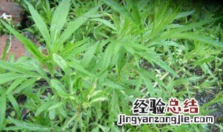 春季白蒿食用方法及用量 春季白蒿食用方法