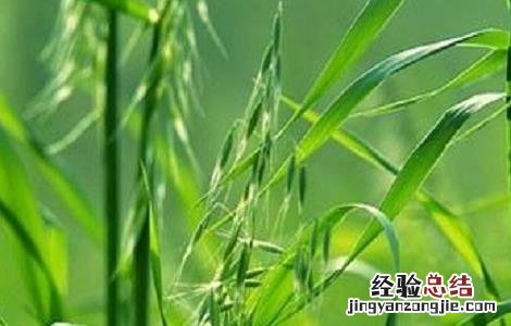 燕麦种植的注意事项 燕麦种植的注意事项有哪些
