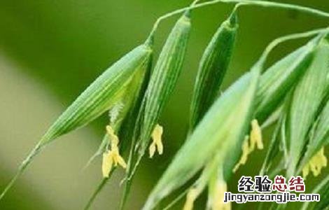 燕麦种植的注意事项 燕麦种植的注意事项有哪些
