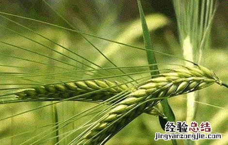 燕麦种植的注意事项 燕麦种植的注意事项有哪些