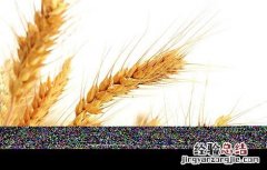 燕麦种植的注意事项 燕麦种植的注意事项有哪些