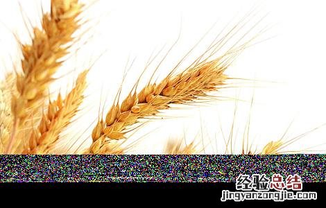 燕麦种植的注意事项 燕麦种植的注意事项有哪些
