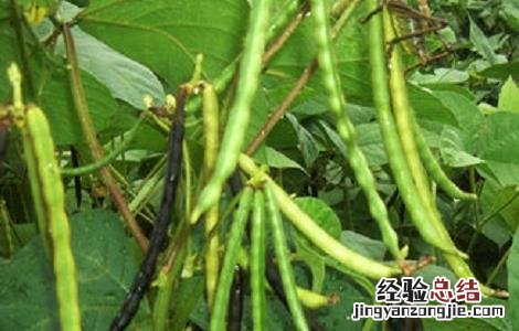 绿豆的种植方法与时间视频 绿豆的种植方法与时间