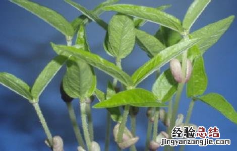 绿豆的种植方法与时间视频 绿豆的种植方法与时间