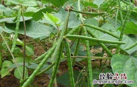 绿豆的种植方法与时间视频 绿豆的种植方法与时间