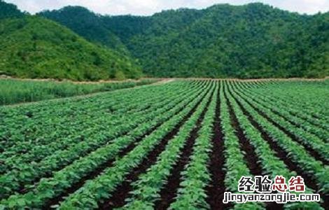 绿豆的种植方法与时间视频 绿豆的种植方法与时间