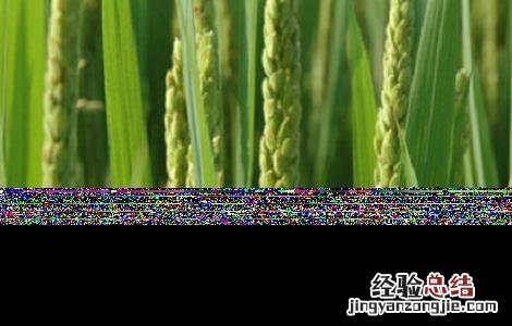 水稻高产的施肥方法 水稻高产的施肥方法是什么