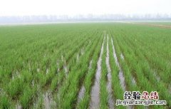 水稻高产的施肥方法 水稻高产的施肥方法是什么
