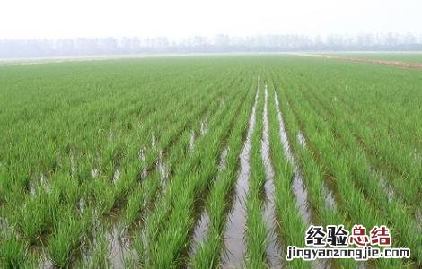 水稻高产的施肥方法 水稻高产的施肥方法是什么
