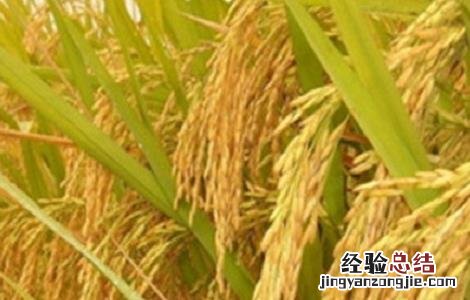 水稻高产的施肥方法 水稻高产的施肥方法是什么