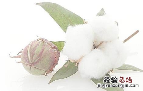 怎样防治棉花烂铃虫病 怎样防治棉花烂铃