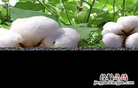 怎样防治棉花烂铃虫病 怎样防治棉花烂铃