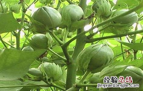 怎样防治棉花烂铃虫病 怎样防治棉花烂铃