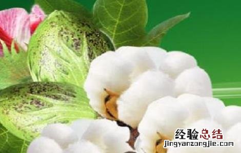 怎样防治棉花烂铃虫病 怎样防治棉花烂铃