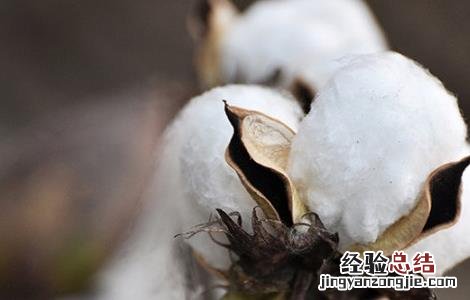 怎样防治棉花烂铃虫病 怎样防治棉花烂铃