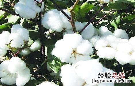 怎样防治棉花烂铃虫病 怎样防治棉花烂铃
