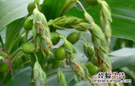 薏米的种植方法与时间 薏米的种植方法与时间视频