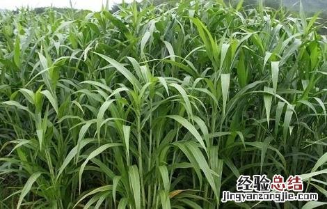 薏米的种植方法与时间 薏米的种植方法与时间视频