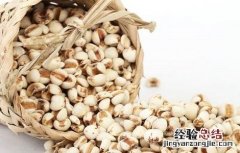 薏米的种植方法与时间 薏米的种植方法与时间视频