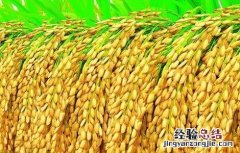 水稻施肥时间与施肥技术 水稻施肥时间与施肥技术要求