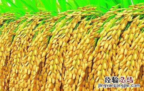 水稻施肥时间与施肥技术 水稻施肥时间与施肥技术要求