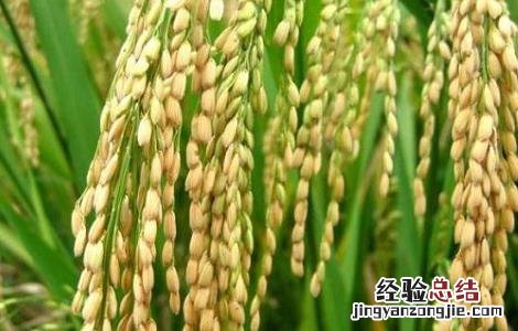 水稻施肥时间与施肥技术 水稻施肥时间与施肥技术要求