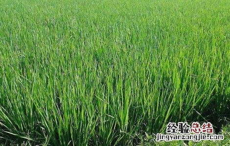 水稻施肥时间与施肥技术 水稻施肥时间与施肥技术要求