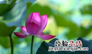 令箭荷花的花朵可以吃吗? 令箭荷花可以吃吗