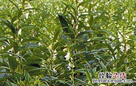 芝麻种植的注意事项有哪些 芝麻种植的注意事项