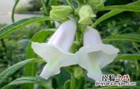 芝麻种植的注意事项有哪些 芝麻种植的注意事项
