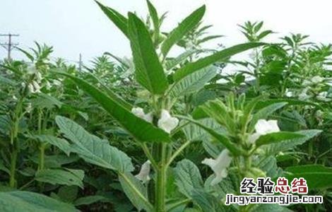 芝麻种植的注意事项有哪些 芝麻种植的注意事项