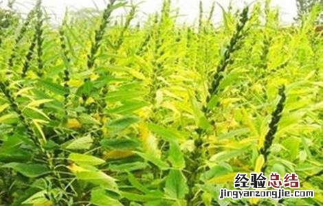 芝麻种植的注意事项有哪些 芝麻种植的注意事项