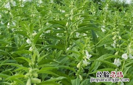 芝麻种植的注意事项有哪些 芝麻种植的注意事项