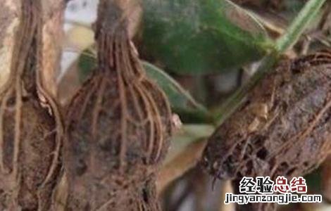 花生烂果的原因和防治方法 花生烂果的原因和防治方法是什么