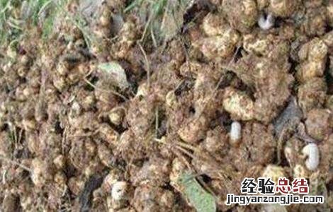 花生烂果的原因和防治方法 花生烂果的原因和防治方法是什么