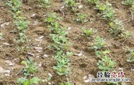 花生烂果的原因和防治方法 花生烂果的原因和防治方法是什么