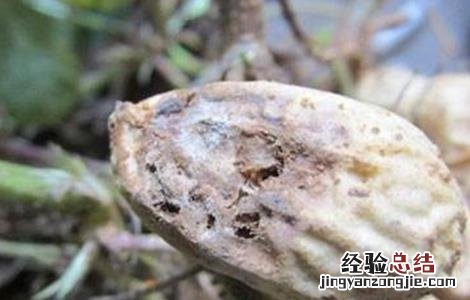 花生烂果的原因和防治方法 花生烂果的原因和防治方法是什么