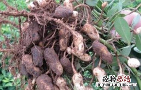 花生烂果的原因和防治方法 花生烂果的原因和防治方法是什么