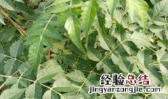 苦楝皮的营养价值 苦楝皮与苦楝子功效一样吗