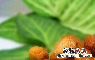沙枣怎么泡水 沙枣怎么泡水喝最好