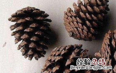 松果怎么吃 松果怎么吃图片大全