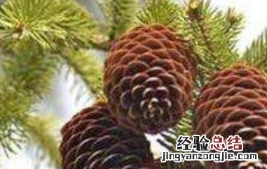 松果怎么吃 松果怎么吃图片大全