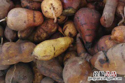 中药材金果榄人工种植技术分析！如何提高金果榄产量？（附前景分