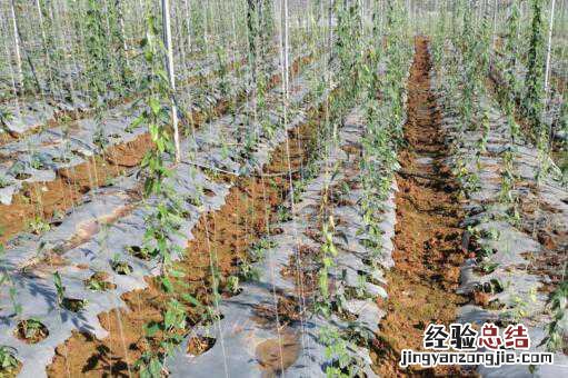 中药材金果榄人工种植技术分析！如何提高金果榄产量？（附前景分