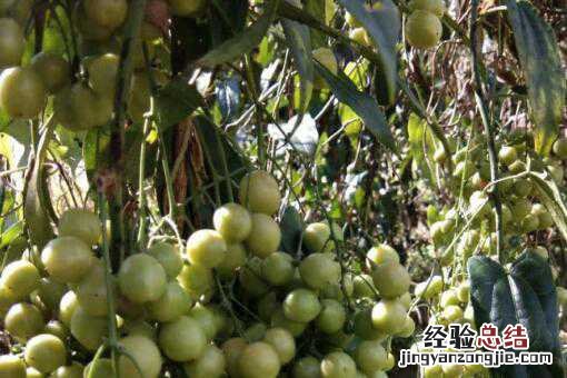中药材金果榄人工种植技术分析！如何提高金果榄产量？（附前景分