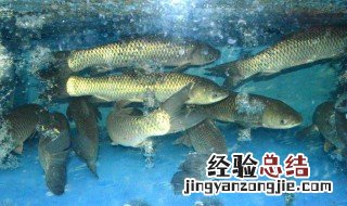草鱼的营养价值及功效与作用鲫鱼 草鱼的营养价值及功效与作用
