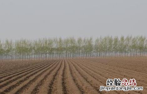 玉米的种植方法和时间 玉米的种植方法