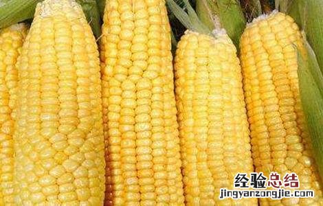玉米的种植方法和时间 玉米的种植方法